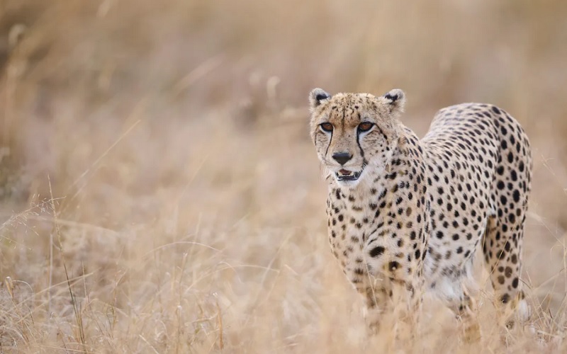 7 Day Land of a Thousand Hills Rwanda Gorilla & Safari Tour